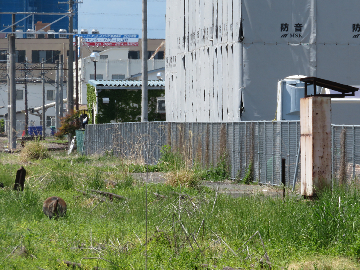 写真：南甲府駅構内の橋秤"