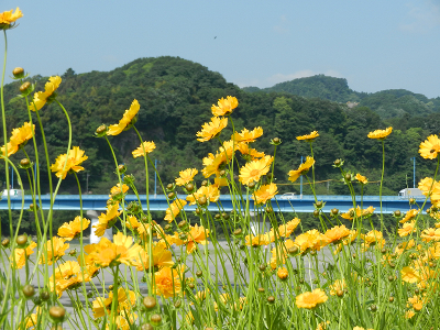 写真：相模原市中央区水郷田名 相模川-2012年05月